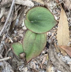 Pyrorchis nigricans at Jervis Bay, JBT - suppressed