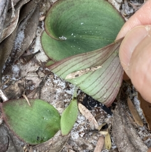 Pyrorchis nigricans at Jervis Bay, JBT - 28 Jun 2022