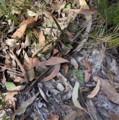 Pyrorchis nigricans at Jervis Bay, JBT - 28 Jun 2022