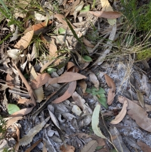 Pyrorchis nigricans at Jervis Bay, JBT - suppressed