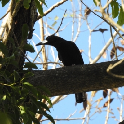 Melloria quoyi (Black Butcherbird) at Oak Beach, QLD - 29 Jul 2022 by GlossyGal