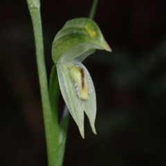 Pterostylis longifolia (Tall Greenhood) at Huskisson, NSW - 15 May 2022 by AnneG1