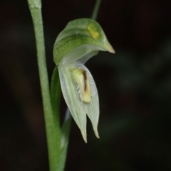 Pterostylis longifolia (Tall Greenhood) at Huskisson, NSW - 14 May 2022 by AnneG1