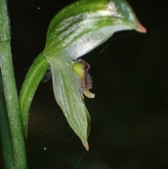 Pterostylis longifolia at Huskisson, NSW - 15 May 2022