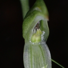 Pterostylis longifolia (Tall Greenhood) at Huskisson, NSW - 14 May 2022 by AnneG1