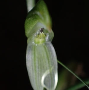 Pterostylis longifolia at Huskisson, NSW - 15 May 2022