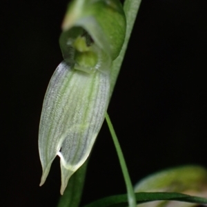 Pterostylis longifolia at Huskisson, NSW - 15 May 2022