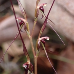 Acianthus caudatus at Huskisson, NSW - suppressed