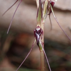 Acianthus caudatus at Huskisson, NSW - suppressed