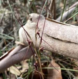 Acianthus caudatus at Huskisson, NSW - 12 Aug 2022