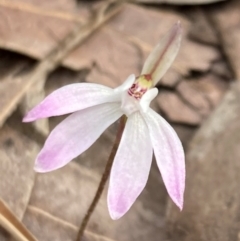 Caladenia fuscata (Dusky Fingers) at Booderee National Park - 15 Aug 2022 by AnneG1
