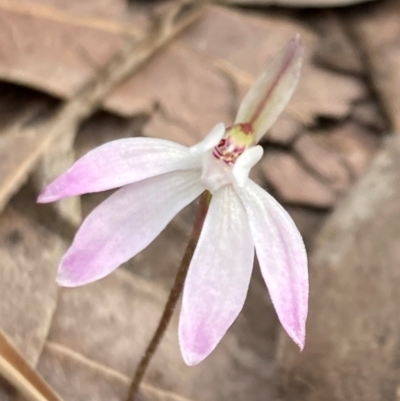 Caladenia fuscata (Dusky Fingers) at Booderee National Park - 15 Aug 2022 by AnneG1