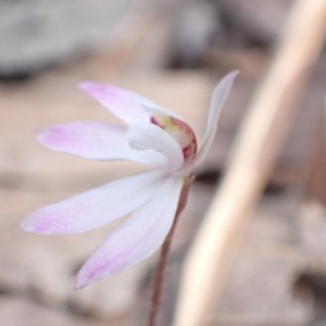 Caladenia fuscata at Jervis Bay, JBT - 15 Aug 2022