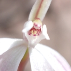 Caladenia fuscata at Jervis Bay, JBT - suppressed