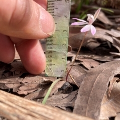 Caladenia fuscata at Jervis Bay, JBT - suppressed
