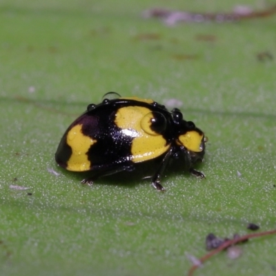 Illeis galbula (Fungus-eating Ladybird) at ANBG - 12 Aug 2022 by TimL