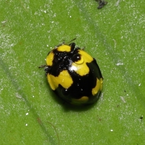 Illeis galbula at Acton, ACT - 12 Aug 2022 11:21 AM