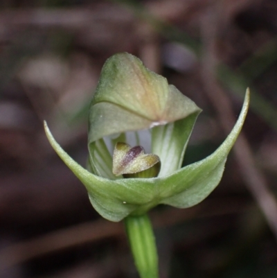 Pterostylis curta (Blunt Greenhood) at Booderee National Park - 15 Aug 2022 by AnneG1