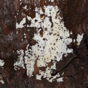 Corticioid fungi at Acton, ACT - 12 Aug 2022