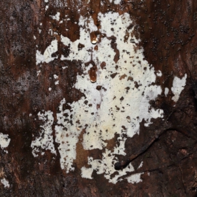Corticioid fungi at Acton, ACT - 12 Aug 2022 by TimL