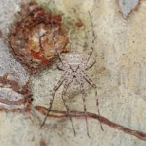 Tamopsis sp. (genus) at Acton, ACT - 12 Aug 2022