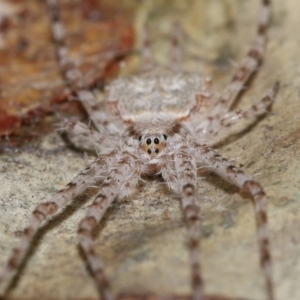 Tamopsis sp. (genus) at Acton, ACT - 12 Aug 2022 11:56 AM