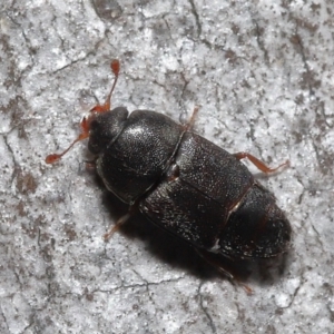 Nitidulidae sp. (family) at Acton, ACT - 12 Aug 2022