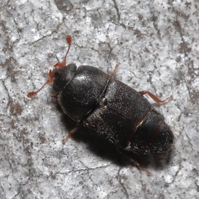 Nitidulidae sp. (family) (Sap beetle) at ANBG - 12 Aug 2022 by TimL