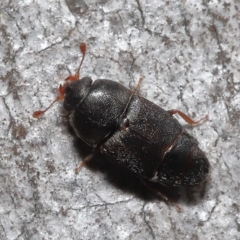 Unidentified Beetle (Coleoptera) (TBC) at Acton, ACT - 12 Aug 2022 by TimL