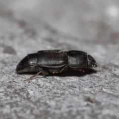 Nitidulidae sp. (family) at Acton, ACT - 12 Aug 2022