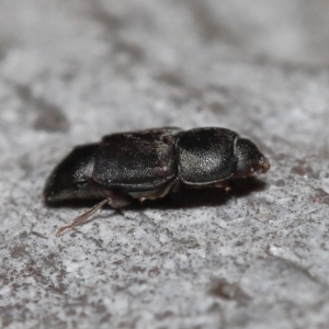 Nitidulidae sp. (family) at Acton, ACT - 12 Aug 2022