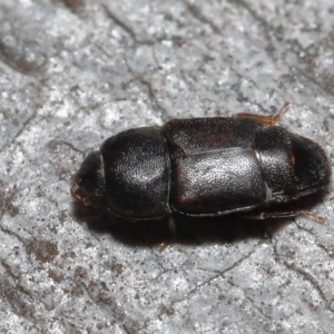 Nitidulidae sp. (family) at Acton, ACT - 12 Aug 2022