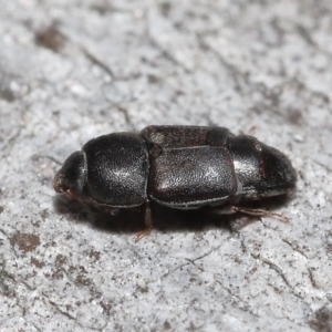 Nitidulidae sp. (family) at Acton, ACT - 12 Aug 2022