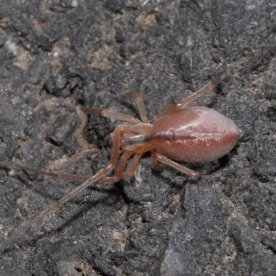 Cheiracanthium sp. (genus) (Unidentified Slender Sac Spider) at Acton, ACT - 12 Aug 2022 by TimL