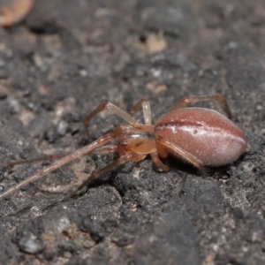 Cheiracanthium sp. (genus) at Acton, ACT - 12 Aug 2022