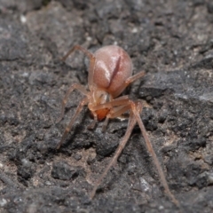 Cheiracanthium sp. (genus) at Acton, ACT - 12 Aug 2022 12:00 PM