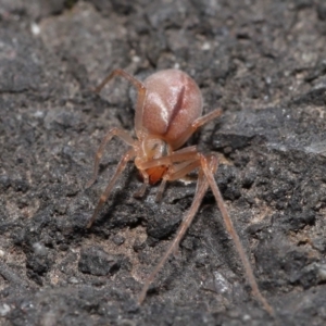 Cheiracanthium sp. (genus) at Acton, ACT - 12 Aug 2022