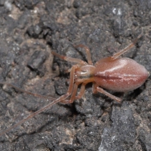 Cheiracanthium sp. (genus) at Acton, ACT - 12 Aug 2022 12:00 PM