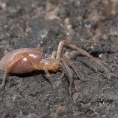 Cheiracanthium sp. (genus) at Acton, ACT - 12 Aug 2022