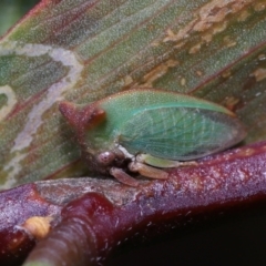 Sextius virescens (Acacia horned treehopper) at ANBG - 12 Aug 2022 by TimL