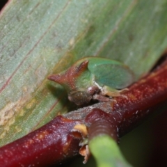 Sextius virescens at Acton, ACT - 12 Aug 2022