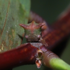 Sextius virescens at Acton, ACT - 12 Aug 2022