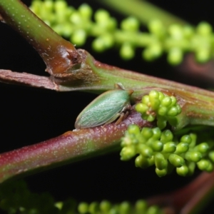 Sextius virescens at Acton, ACT - 12 Aug 2022