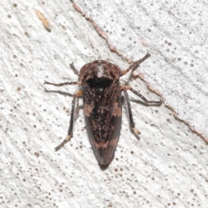 Eurypella tasmaniensis at Acton, ACT - 12 Aug 2022