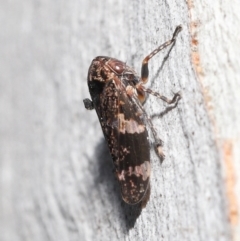 Eurypella tasmaniensis at Acton, ACT - 12 Aug 2022 12:06 PM