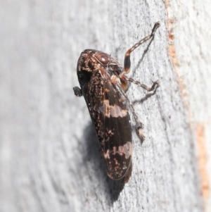 Eurypella tasmaniensis at Acton, ACT - 12 Aug 2022