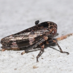 Eurypella tasmaniensis at Acton, ACT - 12 Aug 2022