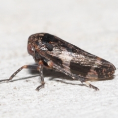 Eurypella tasmaniensis at Acton, ACT - 12 Aug 2022