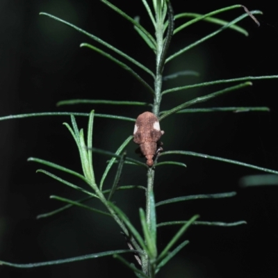 Gonipterus pulverulentus (Eucalyptus weevil) at ANBG - 12 Aug 2022 by TimL