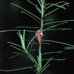 Gonipterus pulverulentus (Eucalyptus weevil) at Acton, ACT - 12 Aug 2022 by TimL